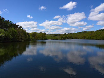Light clouds reflect on tree lined lake.jpg